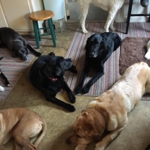 17759706_1092938284143817_8224936266525238099_n