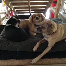 22555805_1263715923732718_1051156249949764620_o