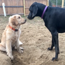 22730255_1265946483509662_3335859873684034144_n (1)