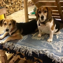 27540085_1352351431535833_5658517211394727389_n